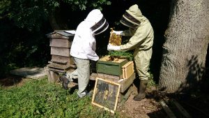 Dunfermline Beekeepers and Fife Beekeepers joint display at 2016 Kinross Agricultural Show - exhibits