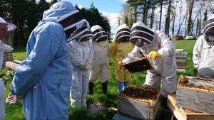 Fife Beekeepers under instruction at the association apiary, Newtonbank, St. Andrews